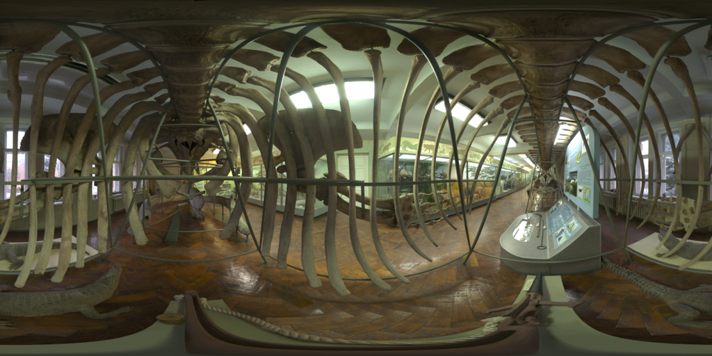 Whale Skeleton